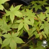 Acer_palmatum_Deshojo_nishiki_ete