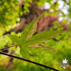 Acer-palmatum-Deshojo-nishiki-ete-2