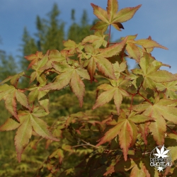 Tenuifolium