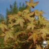 acer-palmatum-deshojo-nishiki-fin-de-printemps