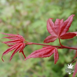 acer-palmatum-deshojo-nishiki-printemps