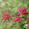 Tenuifolium