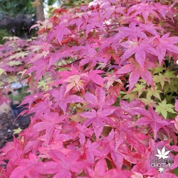 Acer-palmatum-Deshojo-automne