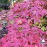 Acer-palmatum-Deshojo-automne