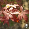 acer-palmatum-deshojo-debut-de-l-automne