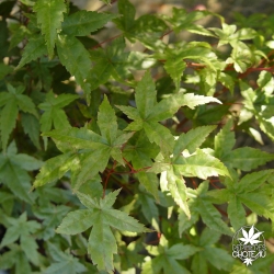 acer-palmatum-deshojo-ete