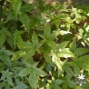 acer-palmatum-deshojo-ete