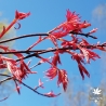 acer-palmatum-deshojo-printemps-2