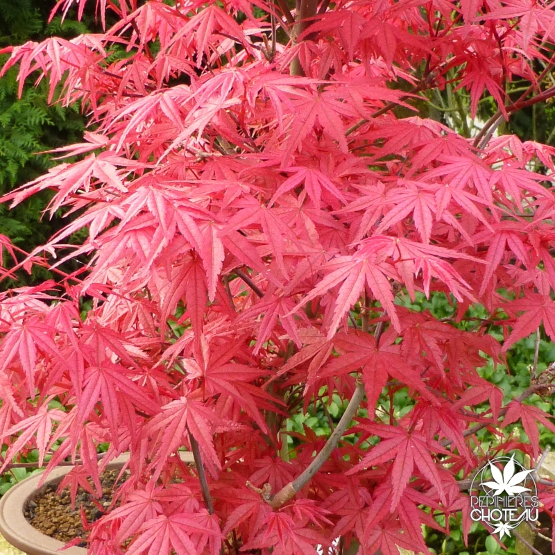 Acer-palmatum-Deshojo-printemps