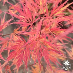 Acer-palmatum-Demi-sec-automne
