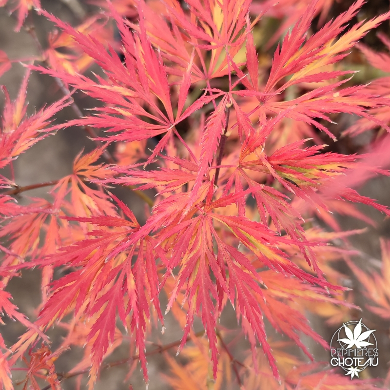 Acer-palmatum-Demi-sec-automne