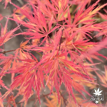 Tenuifolium