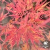 Acer-palmatum-Demi-sec-automne