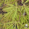 Acer-palmatum-Demi-Sec-printemps