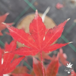 Acer-palmatum-Daiji-sen-automne-2