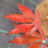 Tenuifolium