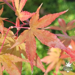 Acer-palmatum-Daiji-sen-debut-de-l-automne