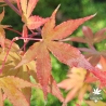 Acer-palmatum-Daiji-sen-debut-de-l-automne