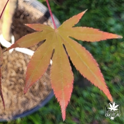 Tenuifolium
