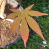Acer-palmatum-Daiji-sen-fin-de-l-ete