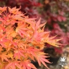 Acer-palmatum-Crispii-automne