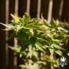 acer-palmatum-crispii-ete