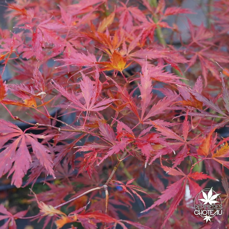 Acer-palmatum-Crimson-Carol-debut-de-l-automne
