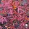 Acer-palmatum-Crimson-Carol-debut-de-l-automne