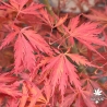 Acer-palmatum-Crimson-Carol-automne