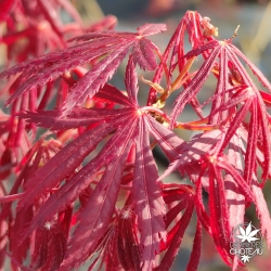 Acer-palmatum-Crimson-Carole-printemps