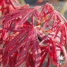 Acer-palmatum-Crimson-Carole-printemps