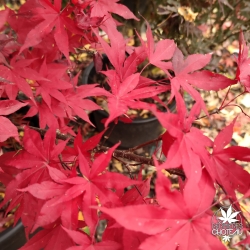 Red Emperor