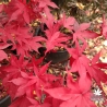 Red Emperor