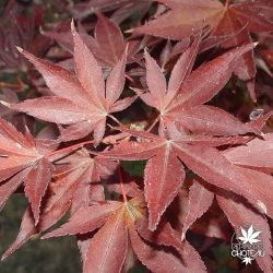 Red Flash