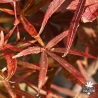 Red Planet