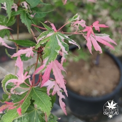 Rokugatsuen nishiki