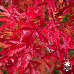 Acer-palmatum-Corallinum-automne-2