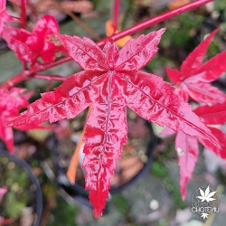 Acer-palmatum-Corallinum-automne