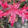 Acer-palmatum-Corallinum-automne