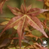 acer-palmatum-corallinum-fin-de-printemps