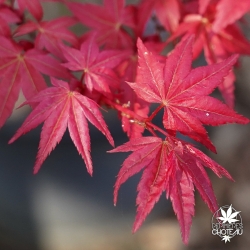 Acer-palmatum-Corallinum-printemps