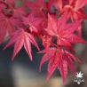 Acer-palmatum-Corallinum-printemps