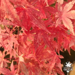 Acer-palmatum-Coral-pink-automne