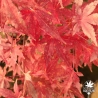 Acer-palmatum-Coral-pink-automne