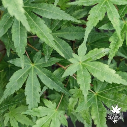 Tenuifolium