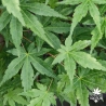 Tenuifolium
