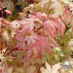 Tenuifolium