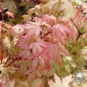 acer-palmatum-coral-pink-printemps-2