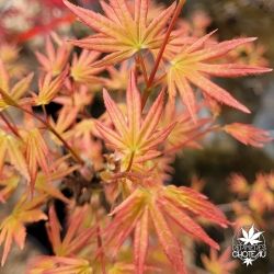Acer-palmatum-Coral-Pink-printemps