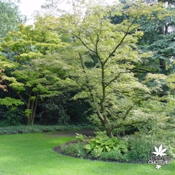 acer-palmatum-coral-pink-adulte-ete